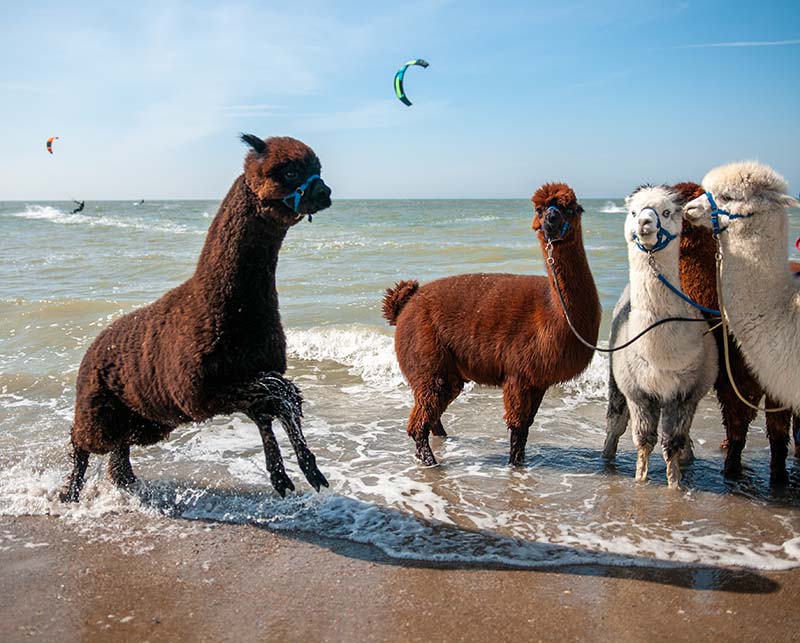 adopteer een alpaca adopteer een alpaca