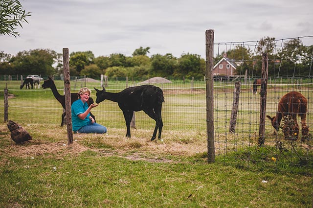 alpaca opvang zeeland alpaca opvang zeeland