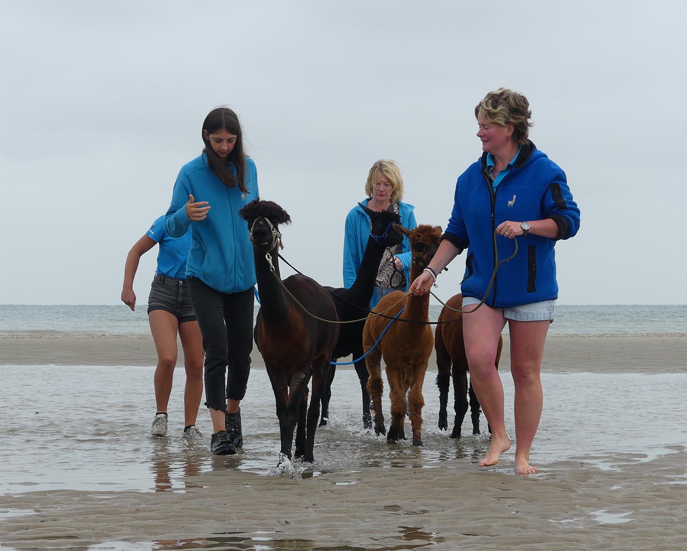 alpaca training alpaca training